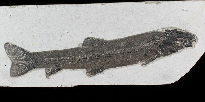 Notogoneus Fossil Fish (Scarce Species) - Wyoming #77881